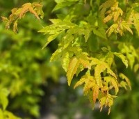 Acer shirasawanum 'Jordan' - Japanse Goud-Esdoorn 'Jordan' - 2