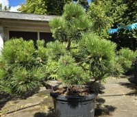 Pinus nigra 'Nana' - Oostenrijkse dwergden - 3
