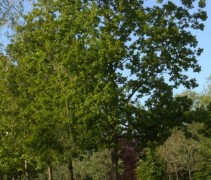 Quercus robur hoogstam op de kwekerij