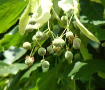 Tilia americana 'Nova'