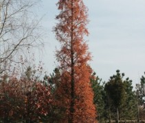 Metasequoia