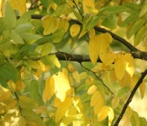 Sophora japonica herfst