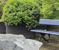 Osmanthus x burkwoodii - Schijnhulst - bolvorm juni 2026