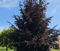 Fagus sylvatica 'Atropunicea' - Rode beuk - 1