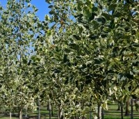 Liriodendron tulipifera 'Snowbird' - Tulpenboom 'Snowbird' - 2