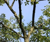 Amelanchier Lamarckii