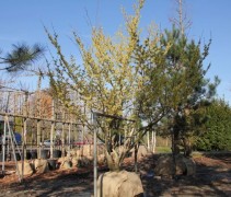 Hamamelis Arnold's Promise