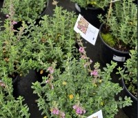 Teucrium lucidrys - Gamander - 1