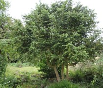 Buxus Sempervirens