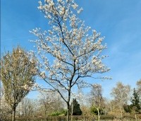 Amelanchier lamarckii - Krentenboompje - 2