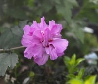 Hibiscus syriacus 'Ardens' - Altheastruik  'Ardens' - 1