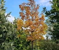 Quercus frainetto - Hongaarse eik - 1