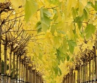 Morus alba 'Fruitless' - Moerbei - 1