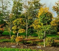 Carpinus betulus - Haagbeuk - tuinbonsai snoeivormen met vaste afmetingen. herfstblad
