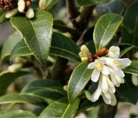 Osmanthus x burkwoodii - Schijnhulst - bloei maart 2025