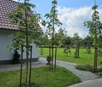Aesculus flava 'Vestita' - Amerikaanse paardenkastanje, Gele pavia - 1