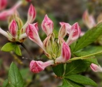 Rhododendron (AP)  'Fanny' - Azalea 'Fanny' - 3