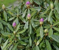Rhododendron ponticum - Wilde rhododendron - 1