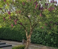 Syringa vulgaris 'Charles Joly' - Gewone syring - 2