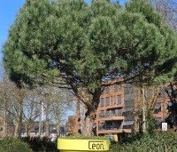 pinus pinea - Parasolden - 3