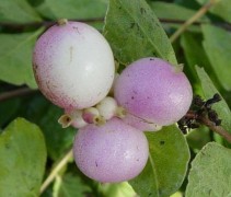 Symphoricarpos doorenbosii 'Magic Berry'