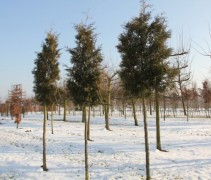 Thuja occ Brabant