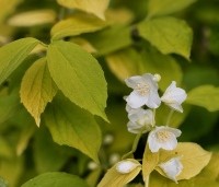 Philadelphus coronarius 'Aureus' - Boerenjasmijn 'Aureus' - 1