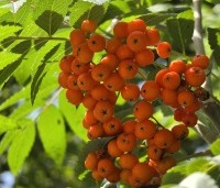 Sorbus aucuparia 'Edulis' - Meelbes - 2