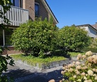 Photinia fraseri 'Red Robin'  - Glansmispel - 1