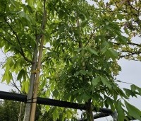 Aesculus flava 'Vestita' - Amerikaanse paardenkastanje, Gele pavia - 2