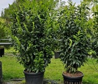 Prunus laurocerasus 'Elly' - Wintergroene laurierkers 'Elly' - 1