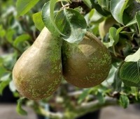 Pyrus com. 'Conference' - Pyrus com. 'Conference' - 3