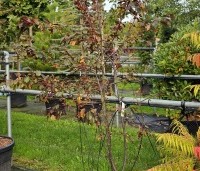Malus toringo 'Scarlett' - Roodbladige sierappel 'Scarlett' - 3