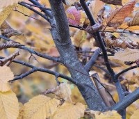 Carpinus bet. 'Rockhampton Red' - Haagbeuk 'Rockhampton Red' - 1
