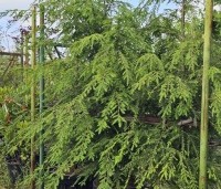 Tsuga canadensis - Canadese Hemlockspar - 1