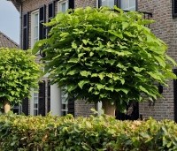 Catalpa bignonioides 'Nana' - Bolcatalpa - 2