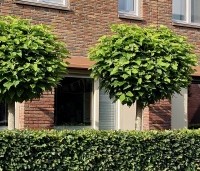 Catalpa bignonioides 'Nana' - Bolcatalpa - 3