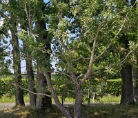 Quercus pubescens - Donzige eik - 1