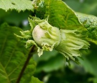 Corylus avellana 'Aurea' - Goudhazelaar - 5