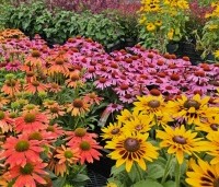Echinacea purpurea - Zonnehoed is ook in andere kleurnuances verkrijgbaar