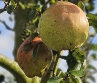 Pyrus com. 'Doyenne du Comice' - Pyrus com. 'Doyenne du Comice' - 2