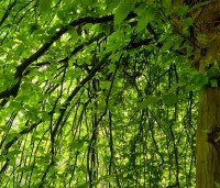 Carpinus betulus 'Pendula' - Treur haagbeuk - 1