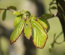Parrotia persica Vanessa