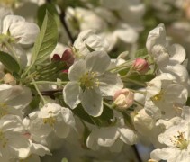 Sierappel 'Evereste',  meerstammige boom met de herkenbare appelbloesem