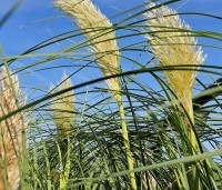 Cortaderia selloana 'Pumila' - Pampasgras 'Pumila' - 3
