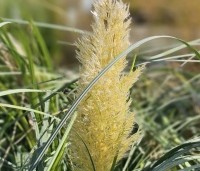 Cortaderia selloana 'Pumila' - Pampasgras 'Pumila' - 2
