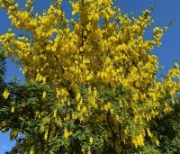 Laburnum wat. 'Vossii' - Goudenregen - 2