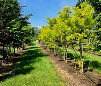 Gleditsia triacanthos 'Sunburst' - Valse christusdoorn - 1