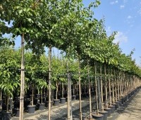 Prunus armeniaca 'Tros Oranje' - Prunus armeniaca 'Tros Oranje' - 1
