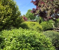 Fagus sylvatica - Groene beuk - 1